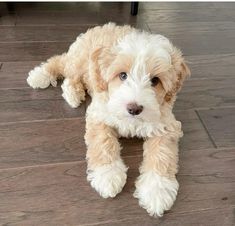 a small white dog laying on top of a wooden floor