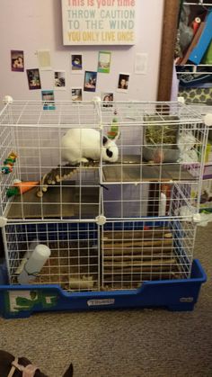 two dogs are sitting in their cages on the floor