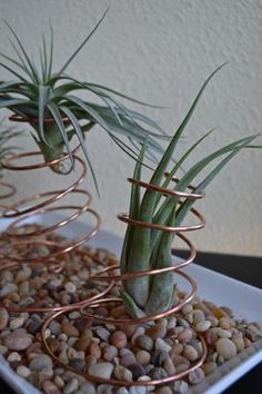 two air plants sitting on top of a white tray filled with rocks and pebbles next to each other