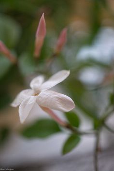 a white flower with green leaves in the background