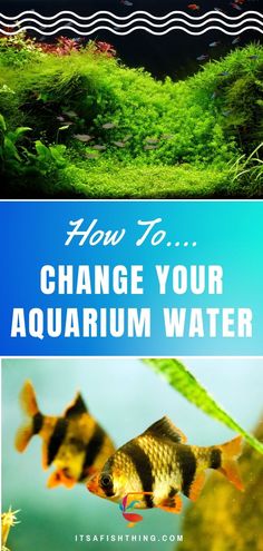 an aquarium with the words how to change your aquarium water