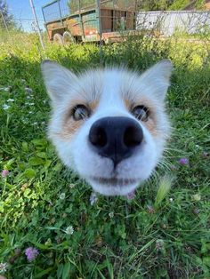 a close up of a dog's face in the grass