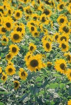 Common Sunflower, Growing Sunflowers, Planting Sunflowers, Hardiness Zones, Sunflower Garden, Garden Wedding Inspiration, Sun Flowers, Sunflower Field, Beautiful Flowers Garden