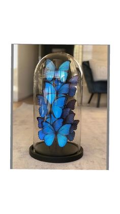 blue butterflies in a glass dome on the floor