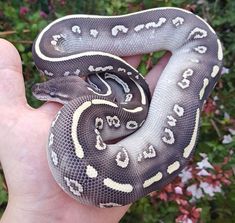 a hand holding a large snake in it's right hand with flowers behind it