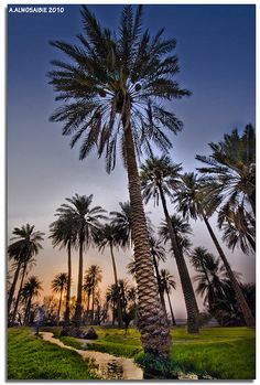 a palm tree is shown with the sun setting in the background and grass on the ground