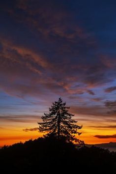 a lone tree is silhouetted against an orange and blue sunset