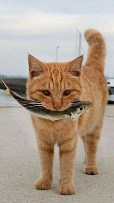 an orange cat is holding a fish in its mouth and looking at it's tail