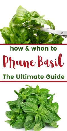 basil leaves and scissors with text overlay how to prune basil the ultimate guide