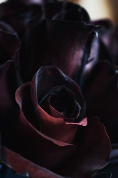 a close up view of a red rose in the middle of it's petals