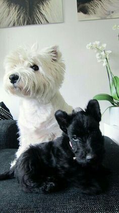 two small dogs sitting next to each other on a couch in front of a vase with flowers