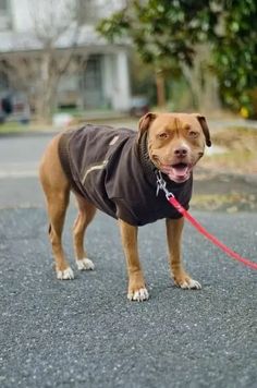 a brown dog wearing a black jacket and red leash standing in the street with his tongue out