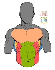 the back view of a man's torso with muscles highlighted in different colors and sizes