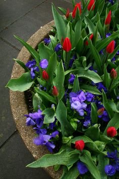 red and purple flowers in a pot on the ground