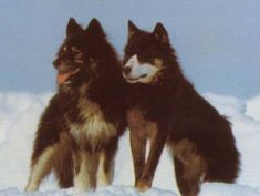 two black and white dogs standing in the snow