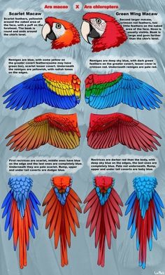 the different types of parrots are shown in this graphic style, including red, green and