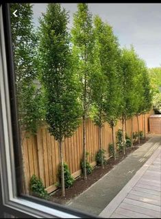 a row of trees next to a wooden fence