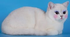 a white cat with blue eyes laying down on a blue background and looking at the camera