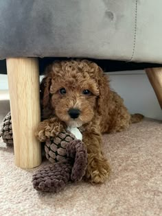 a small brown dog sitting under a bed