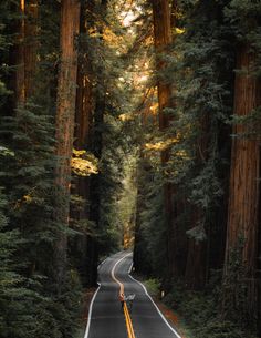 an empty road surrounded by tall trees in the middle of the forest, with one person standing on either side