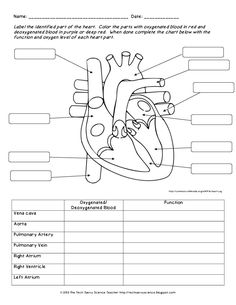 the human heart worksheet