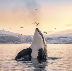 an orca whale with its mouth open in the water, surrounded by birds flying overhead