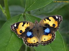 a yellow and blue butterfly sitting on top of a green leaf