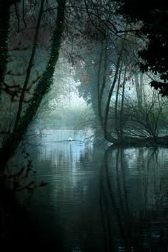 a boat floating on top of a lake surrounded by trees in the foggy forest