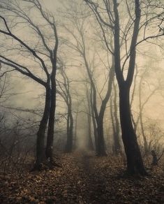 fog in the woods with trees and leaves on the ground