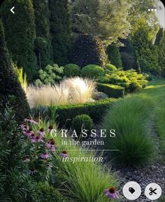 an image of a garden with flowers and plants in the foreground, text reads grasses in the garden