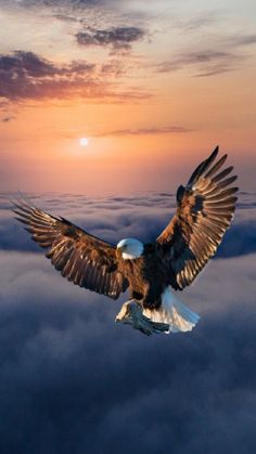 an eagle flying through the air with it's wings spread out in front of clouds