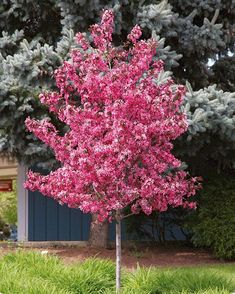 a small tree with pink flowers in front of some green grass and trees behind it