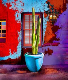 a large cactus in a blue pot next to a red wall and window with shutters