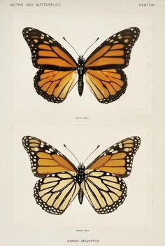 two butterflies, one orange and the other black with white markings on wings are shown in three separate images