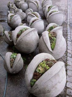 several cement balls with plants growing in them sitting on the ground next to each other