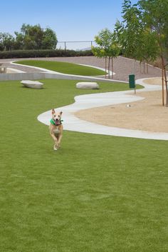 a dog running in the grass with a frisbee