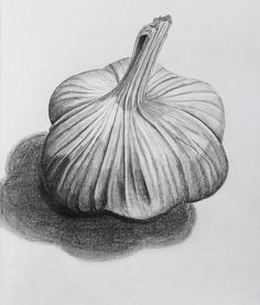 a pencil drawing of a garlic on a white paper with a black border around it