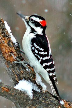 a black and white bird sitting on top of a tree branch in the snow with it's beak open