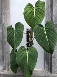 a large green plant sitting on top of a window sill next to a white wall