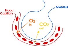 Breathing And Exchange Of Gases, Class 11 Biology, Respiratory Acidosis, Electron Transport Chain, Medical Library, Human Digestive System, Chest Discomfort, Acid Base Balance