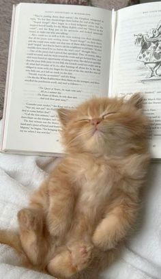 an orange kitten laying on top of a bed next to an open book with its eyes closed