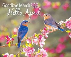 two birds sitting on top of a tree branch with pink flowers in the background that says goodbye march hello april