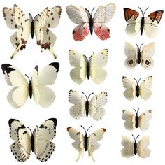 the butterflies are all different colors and sizes, but one is white with brown spots