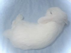 a white stuffed animal in a blue bowl