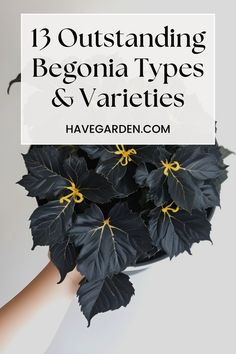 black and white flowers with text overlay that reads 13 outstanding begonia types & varieties