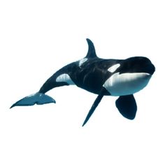 an orca jumping in the air with its mouth open