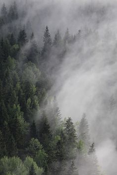 fog is covering the trees and ground in this photo, as it rises above the forest floor