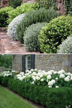 two pictures side by side with white flowers in the middle and green bushes on both sides