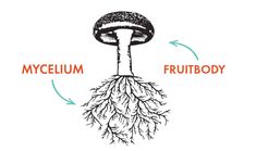 an image of a mushroom with its roots and the words mycelium, fruit body