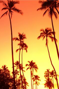 a sunset with palm trees and the words calma e aoo povog que a vida va dando certo